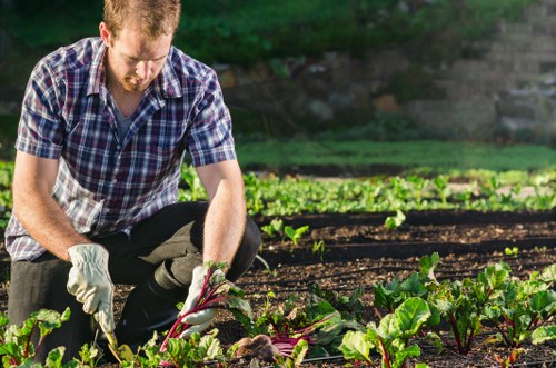 Professional garden clearance in Greenwich